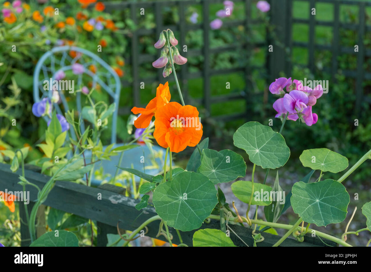 Nasturtium flowers growing up wooden trellis Stock Photo Alamy
