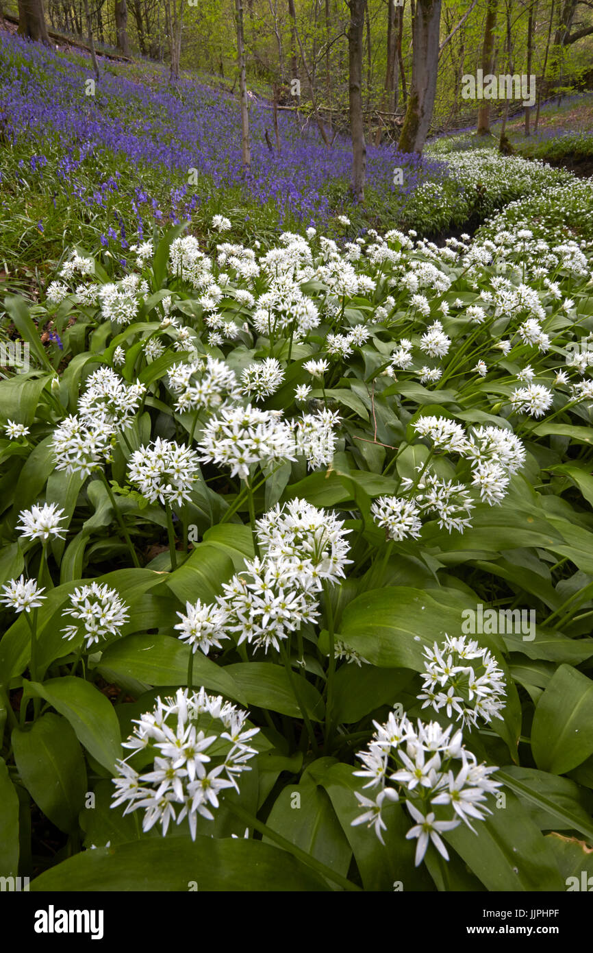 Wild garlic and bluebells growing beside a stream. Stock Photo