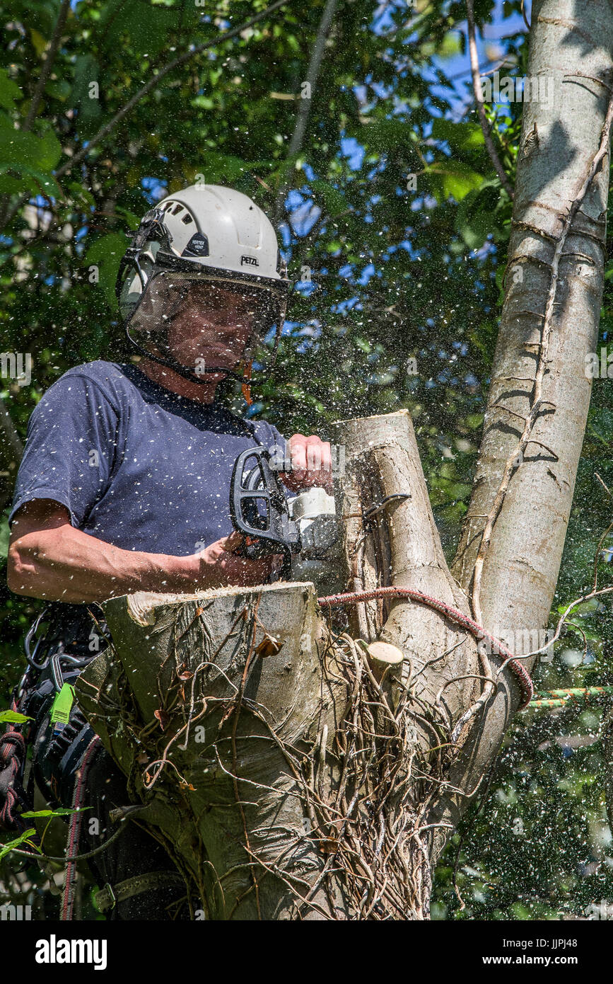 Tree surgeon cutting a sycamore tree branch with a chainsaw. Stock Photo