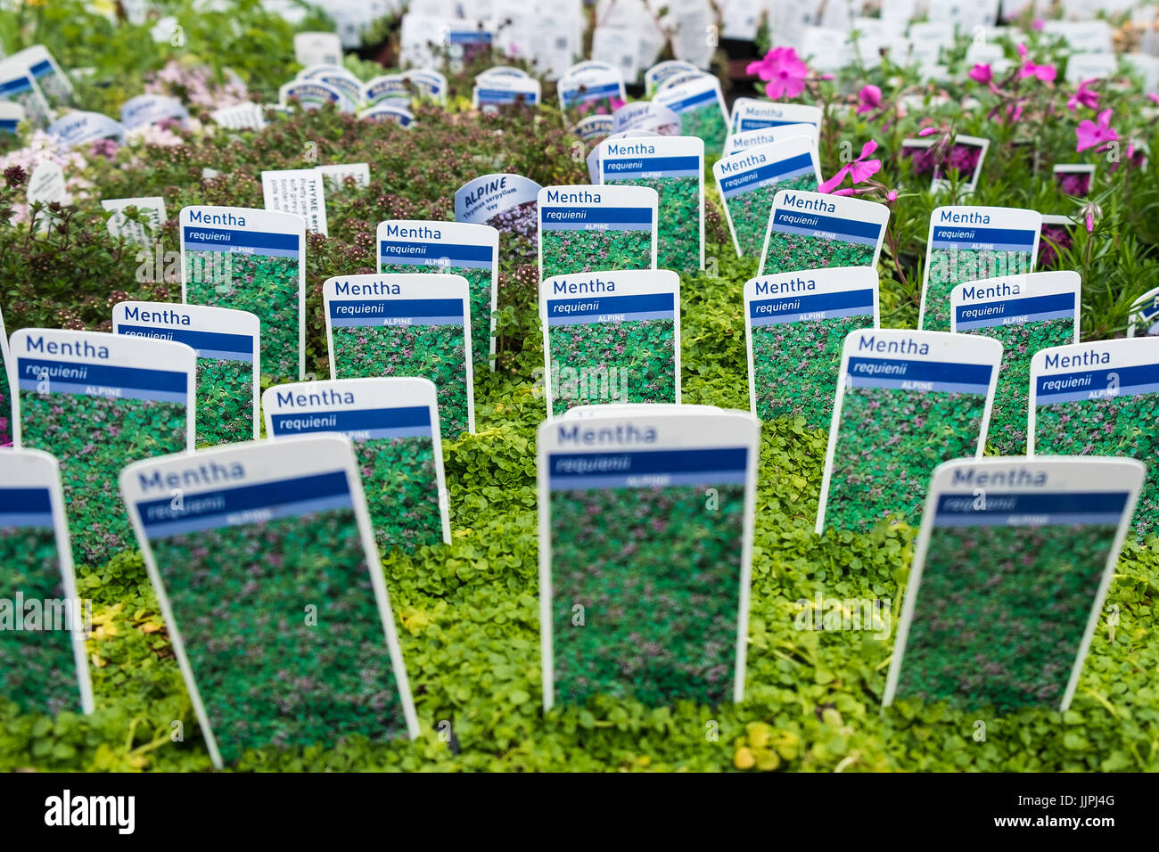 Bodmin garden centre hi-res stock photography and images - Alamy
