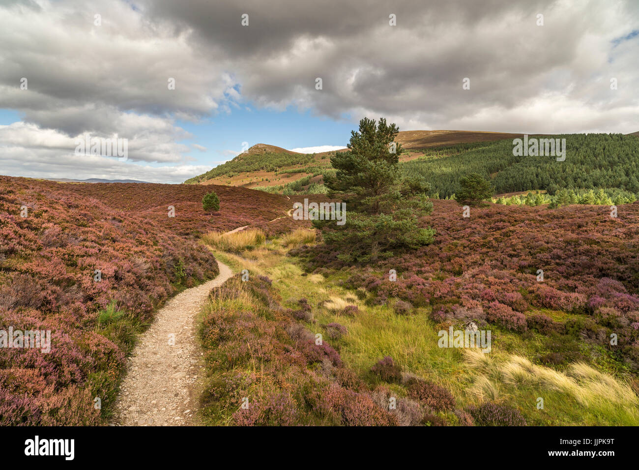 Glen Feshie path across heather and moor in the Cairngorms National ...