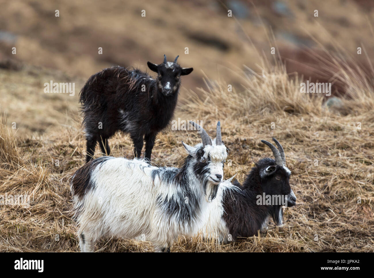 Goats at the Wild Goat Park in Galloway Forest Park in the Scottish Borders. Stock Photo