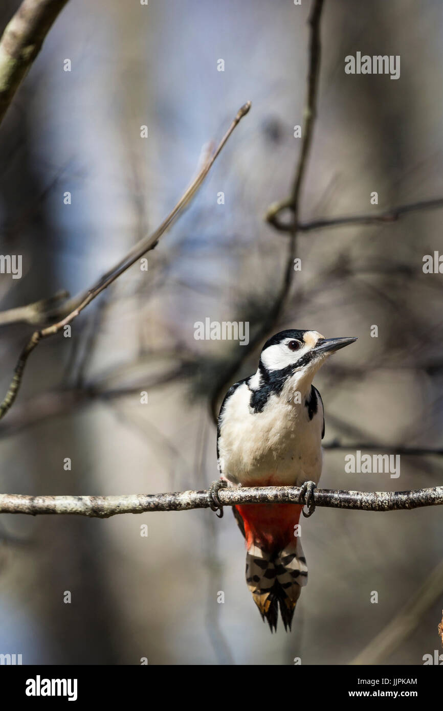 Greater spotted woodpecker In Scottish forest. Stock Photo