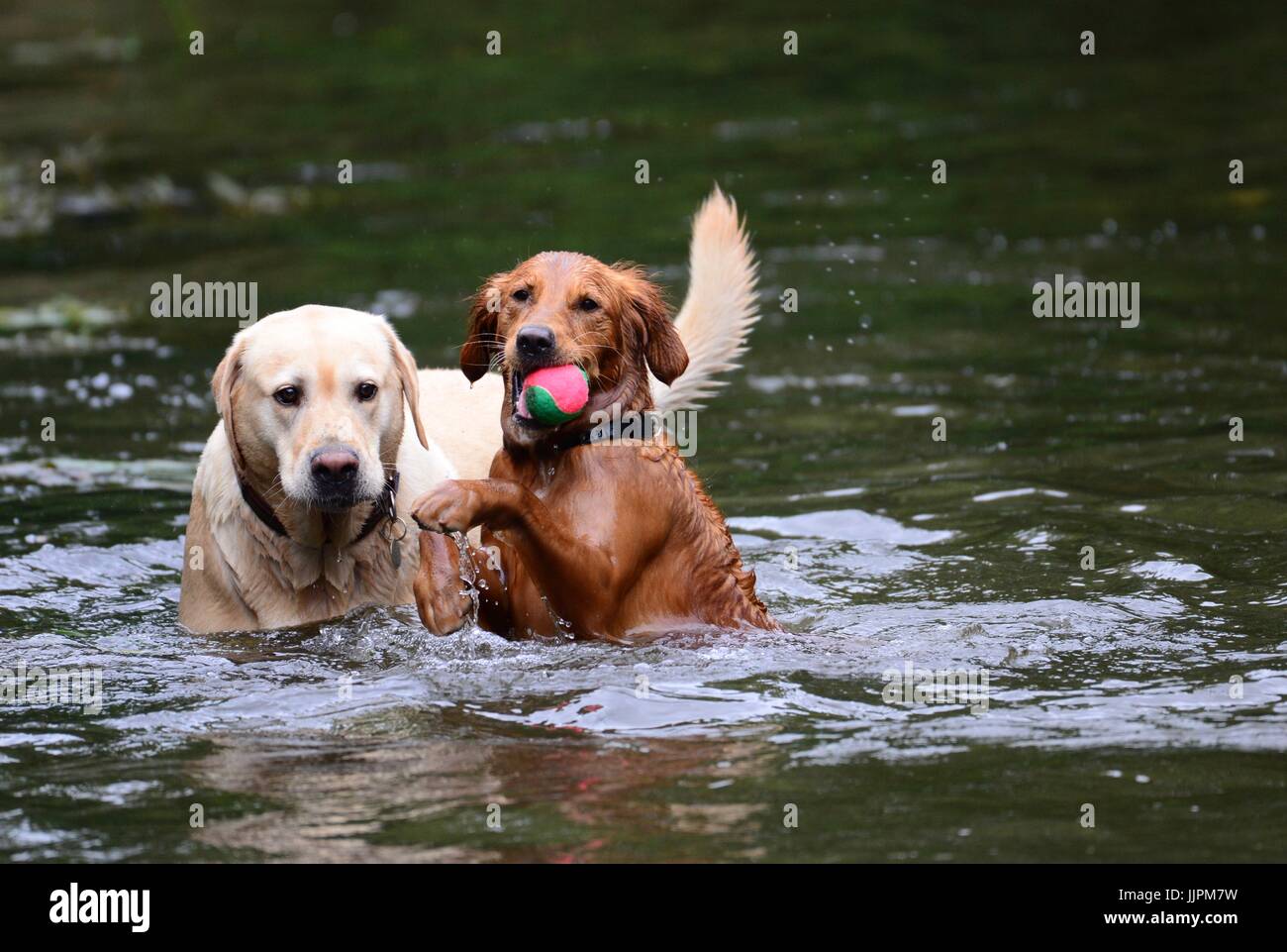 Labrador & Red setter dogs playing in water Stock Photo