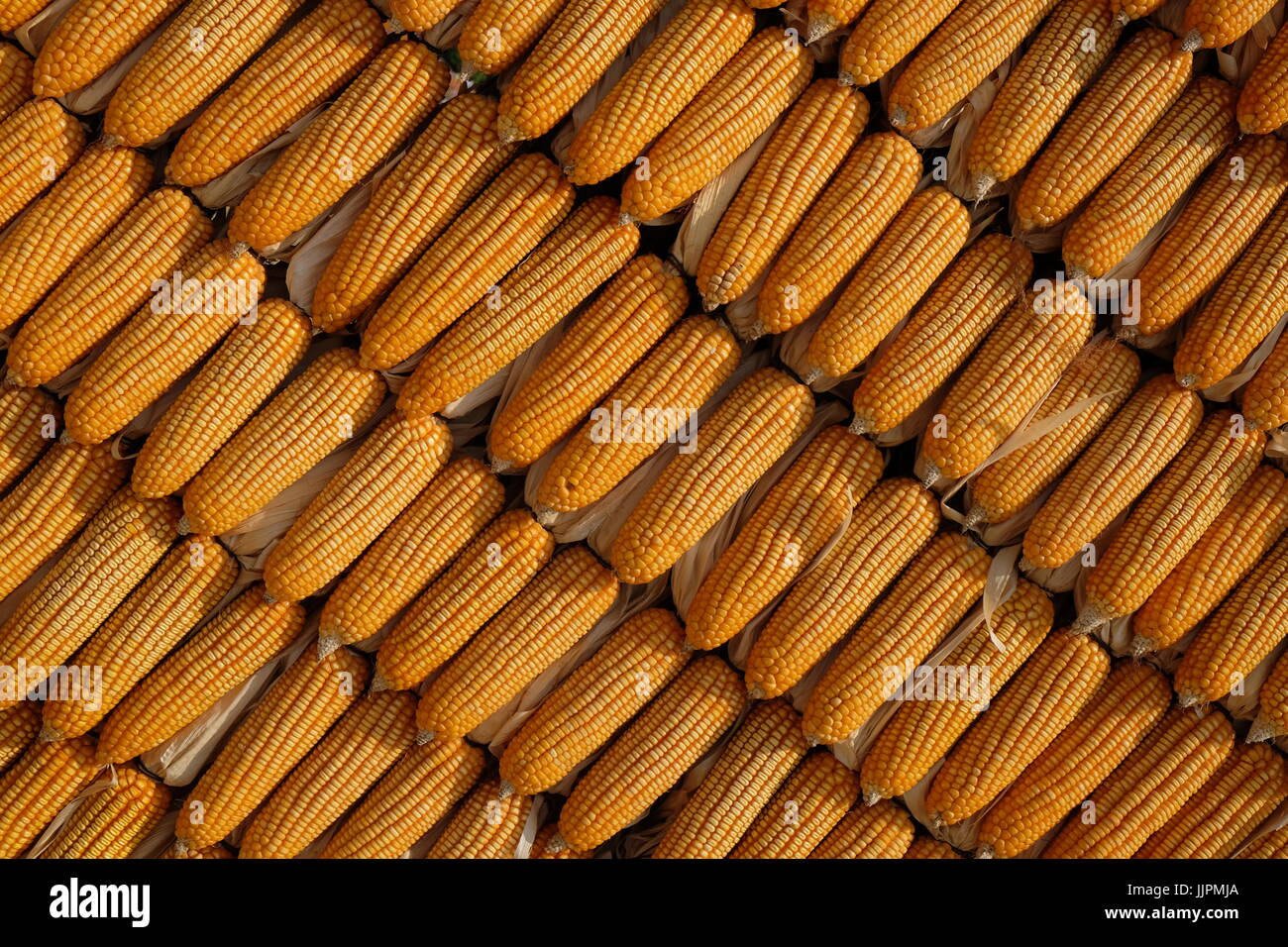 Sun dried peeled corn stalks Stock Photo