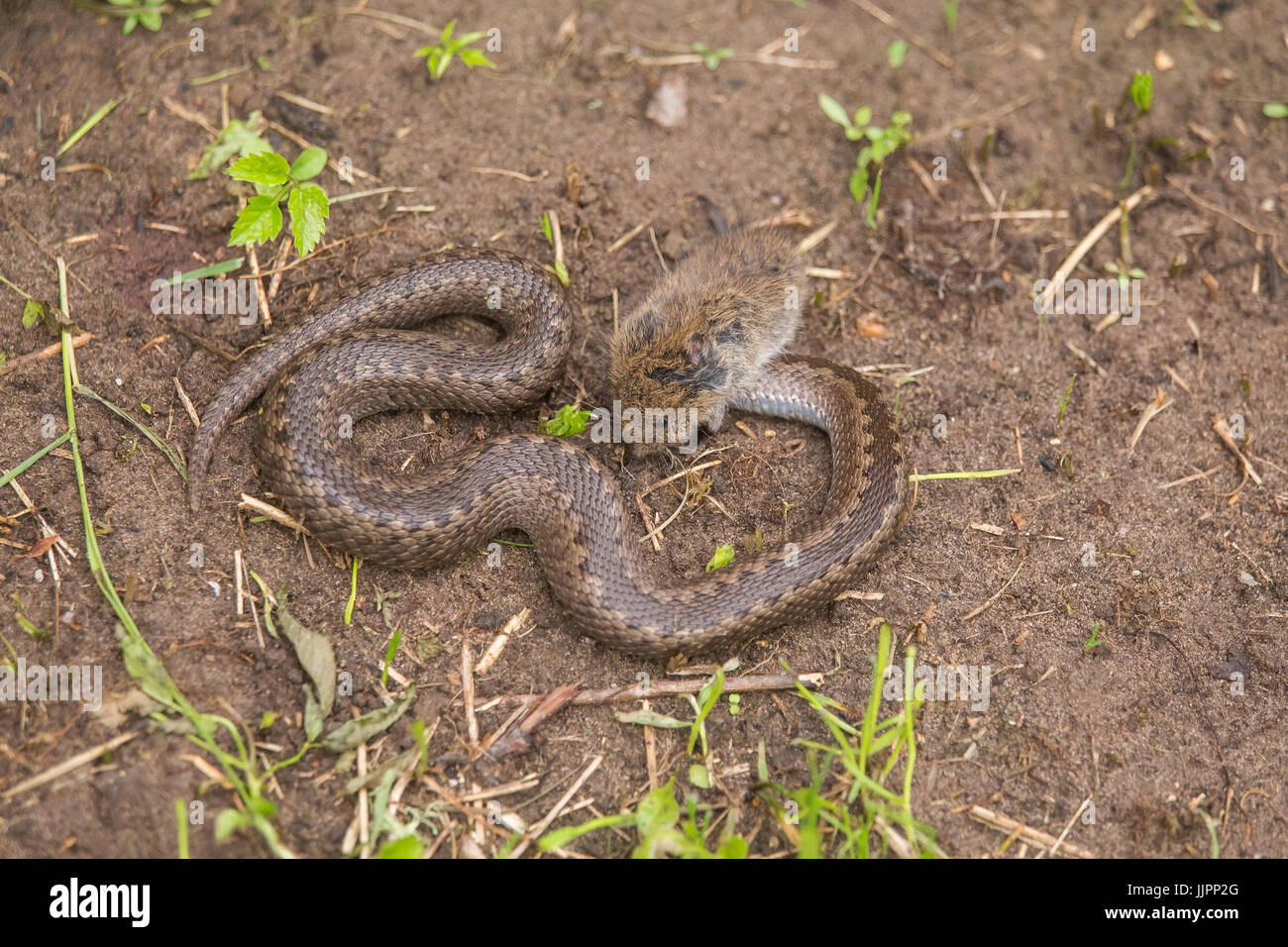 как избавиться от змей на участке. как избавиться от змей на участке. змея на участке. змея гадюка в лесу. гнездо ужа.