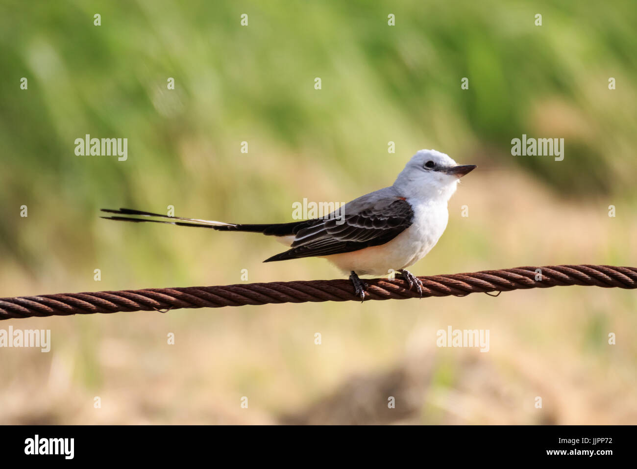 images What Is Oklahoma's State Bird https www alamy com stock photo a scissor tailed flycatcher near a lake in oklahoma city the scissor 149247142 html