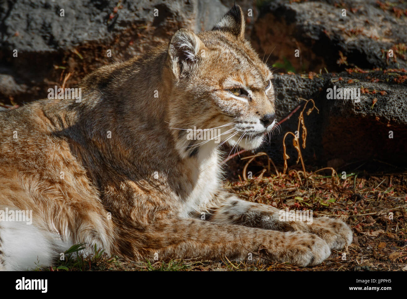 A bobcat relaxing in its zoo enclosure Stock Photo - Alamy