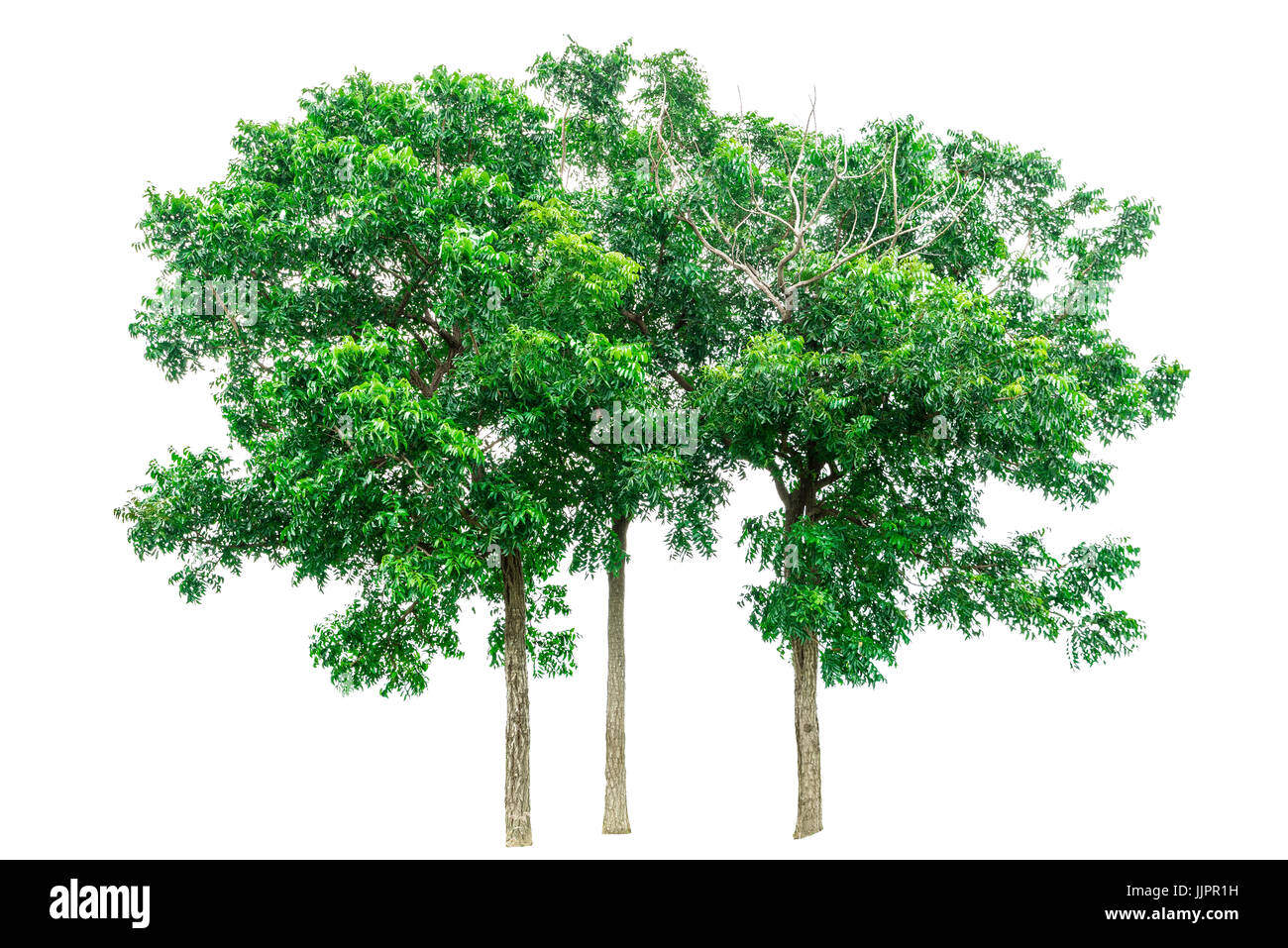 Green tree isolated on white background. Stock Photo