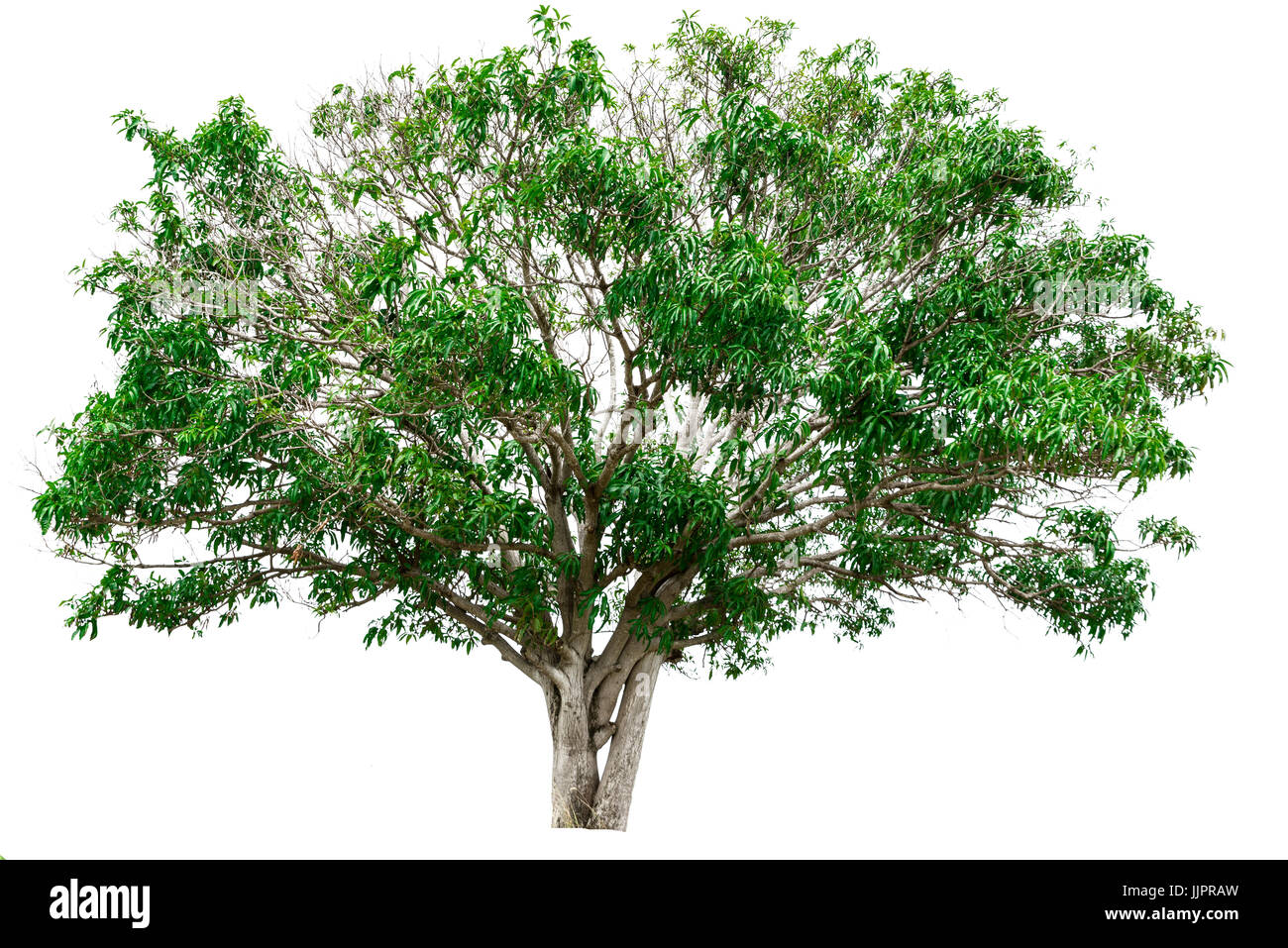 Green tree isolated on white background Stock Photo - Alamy