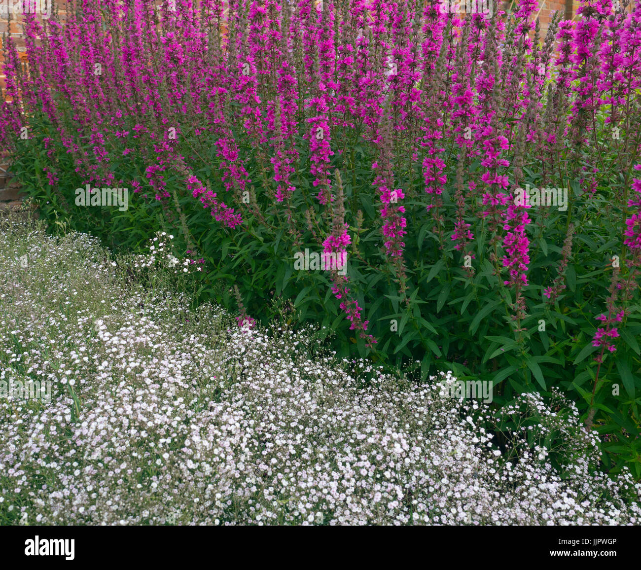 Lythrum virgatum 'Dropmore Purple' and in foreground Gypsophylla in garden border Stock Photo