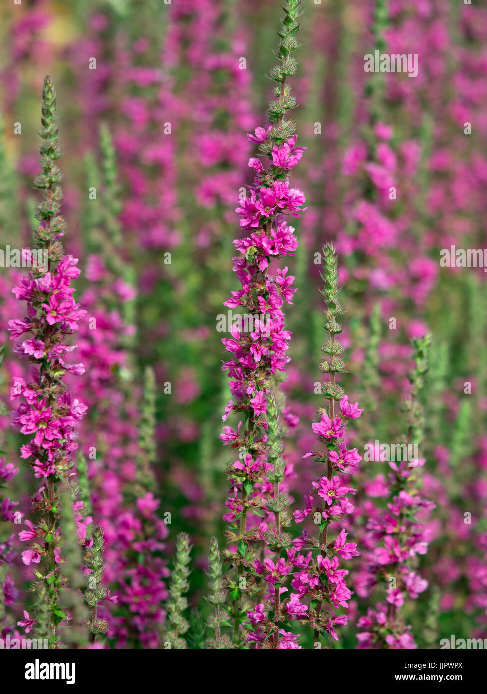 Lythrum virgatum 'Dropmore Purple' in garden border Stock Photo