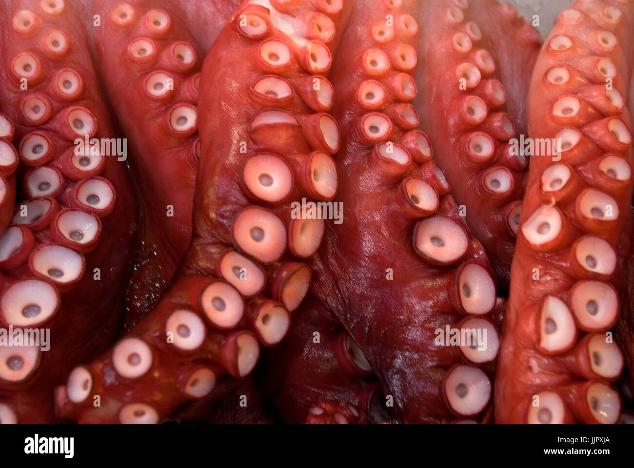 Octopus tentacles hi-res stock photography and images - Alamy