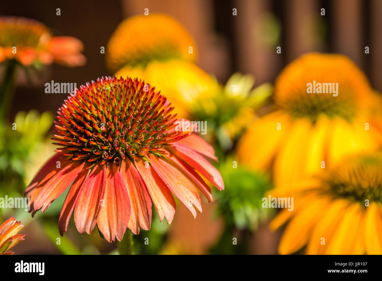 Horizontal macro photo of a red coneflower with several other golden