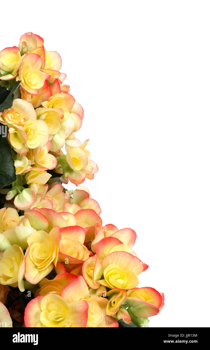 Border made from yellow begonia flowers on white background Stock Photo