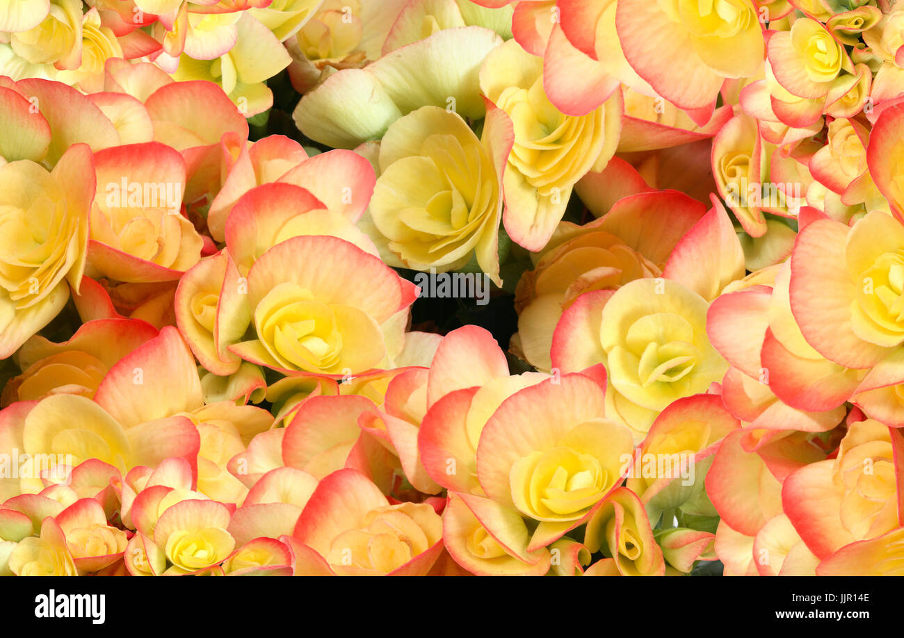 Nice background made from lot of yellow begonia flowers Stock Photo
