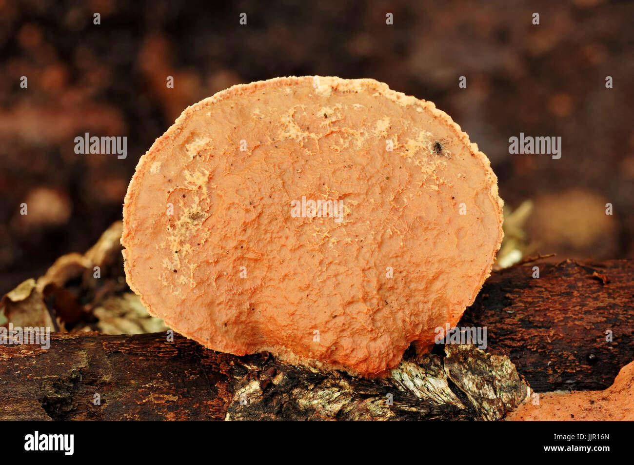 Cinnamon Bracket, North Rhine-Westphalia, Germany / (Hapalopilus rutilans, Hapalopilus nidulans) Stock Photo