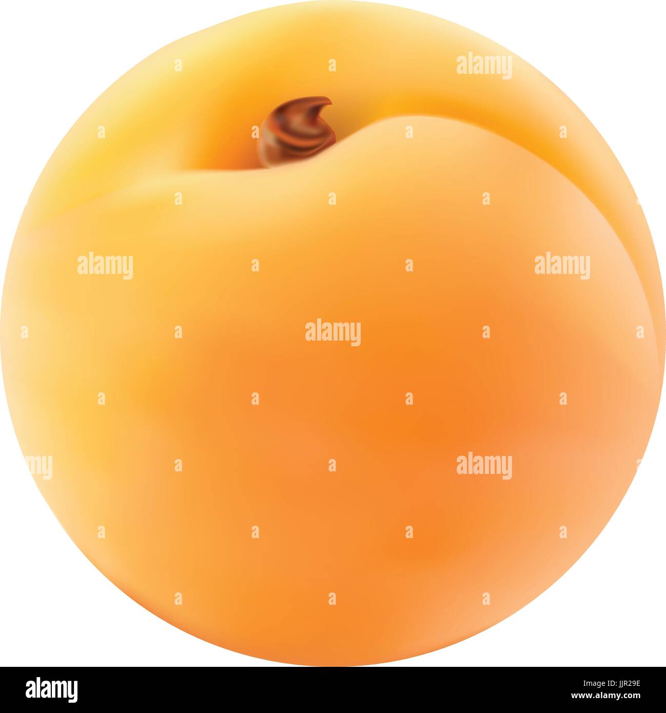 Single Fresh Apricot Isolated On A White Background Stock Vector Image ...
