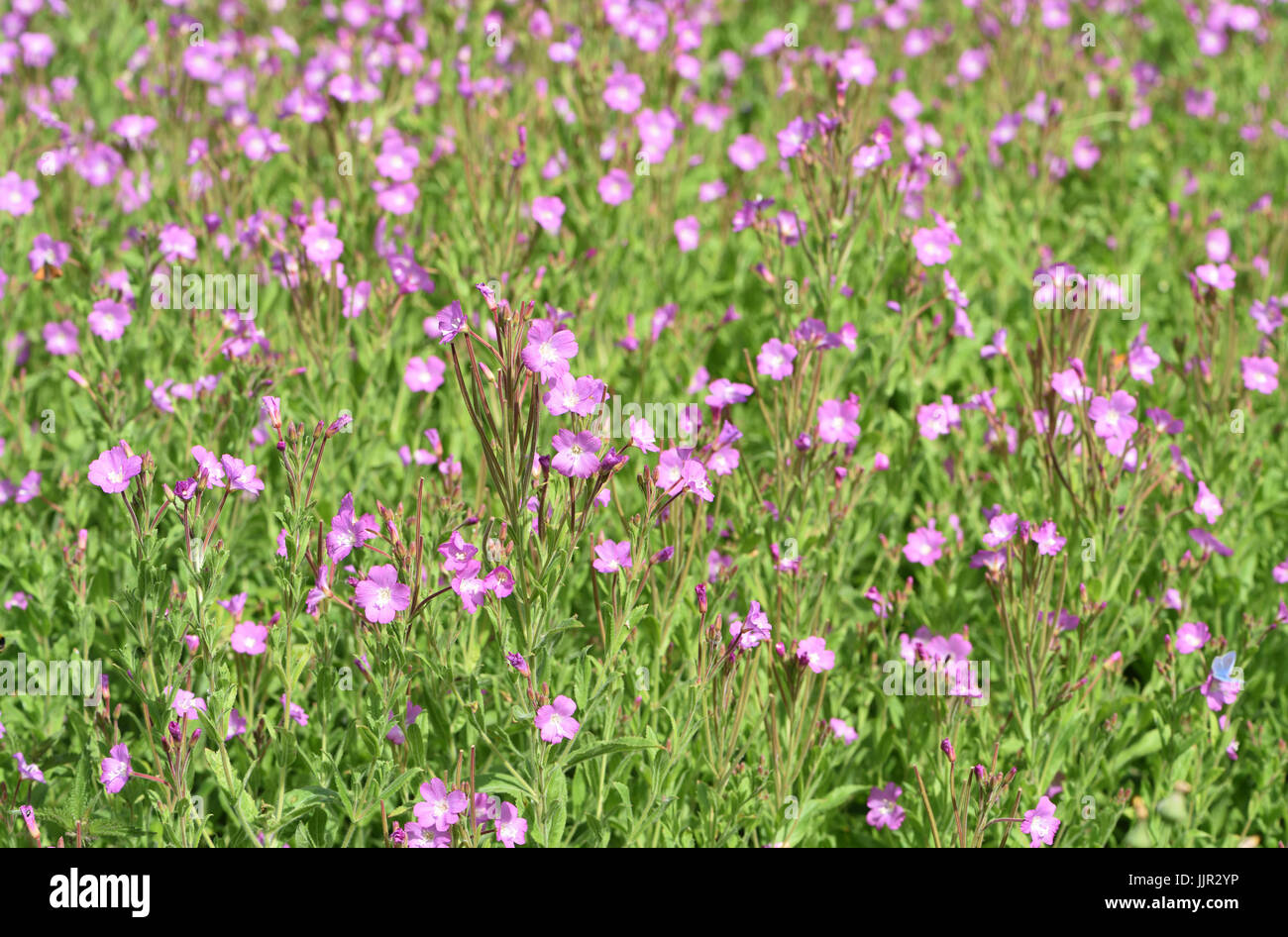 A thick patch of Great willowherb (Epilobium hirsutum) in flower. Cuckmere Haven, Sussex, UK. Stock Photo