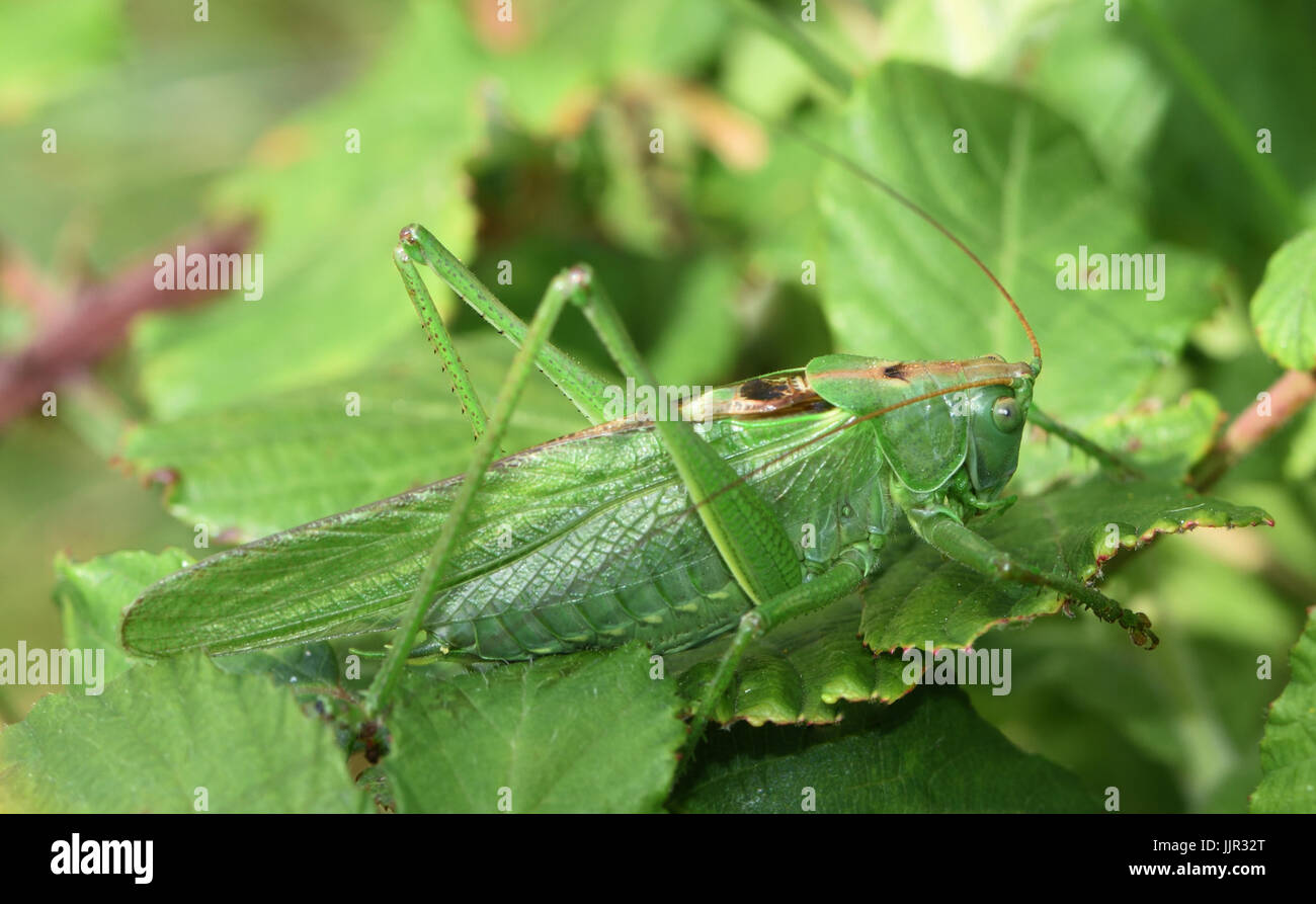 A large female Great Green Bush-Cricket  (Tettigonia viridissima). Cuckmere Haven, Sussex, UK. Stock Photo