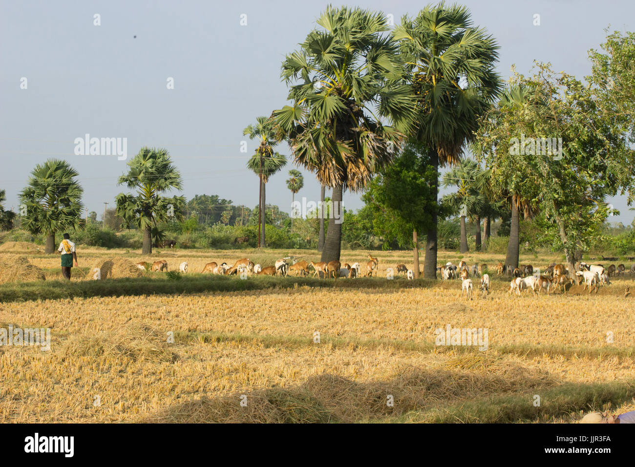 Rice paddy field in Tamilnadu, India. Stock Photo