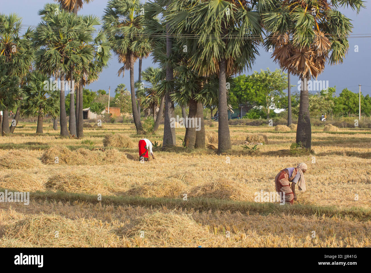Rice paddy field in Tamilnadu,India. Stock Photo