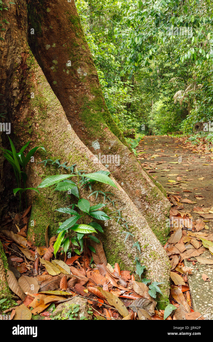 Buttress tree roots in rainforest Stock Photo Alamy