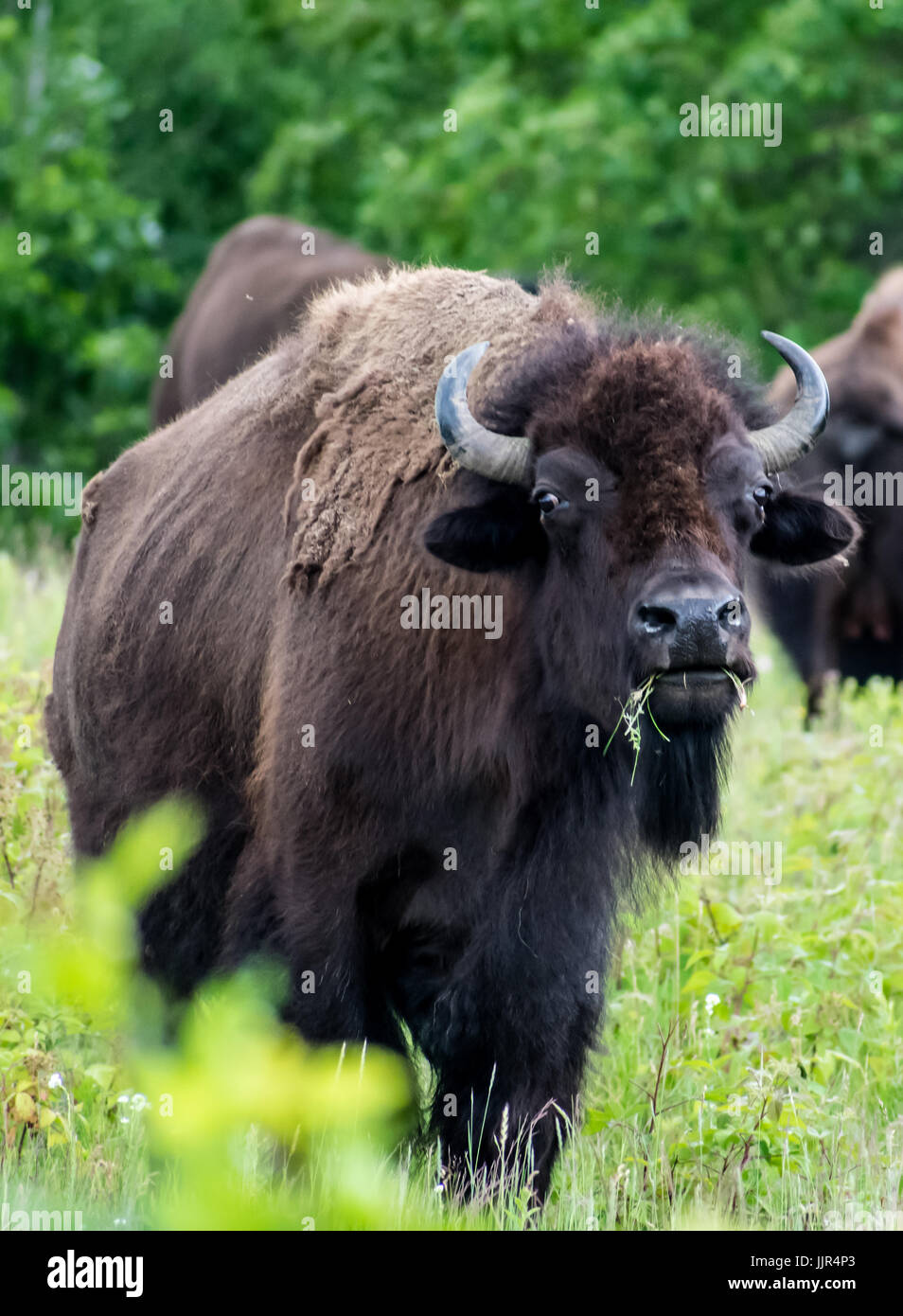 Bison Meat Stock Photos & Bison Meat Stock Images Biology Diagrams