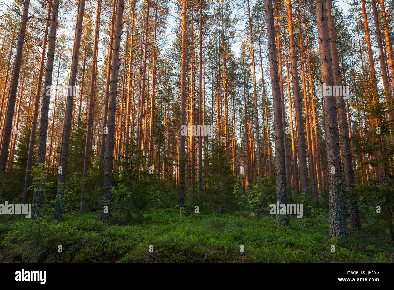 Rays in forest hi-res stock photography and images - Alamy