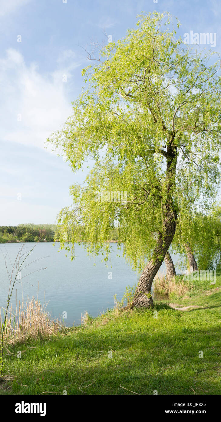 Willow on bank lake hi-res stock photography and images - Alamy