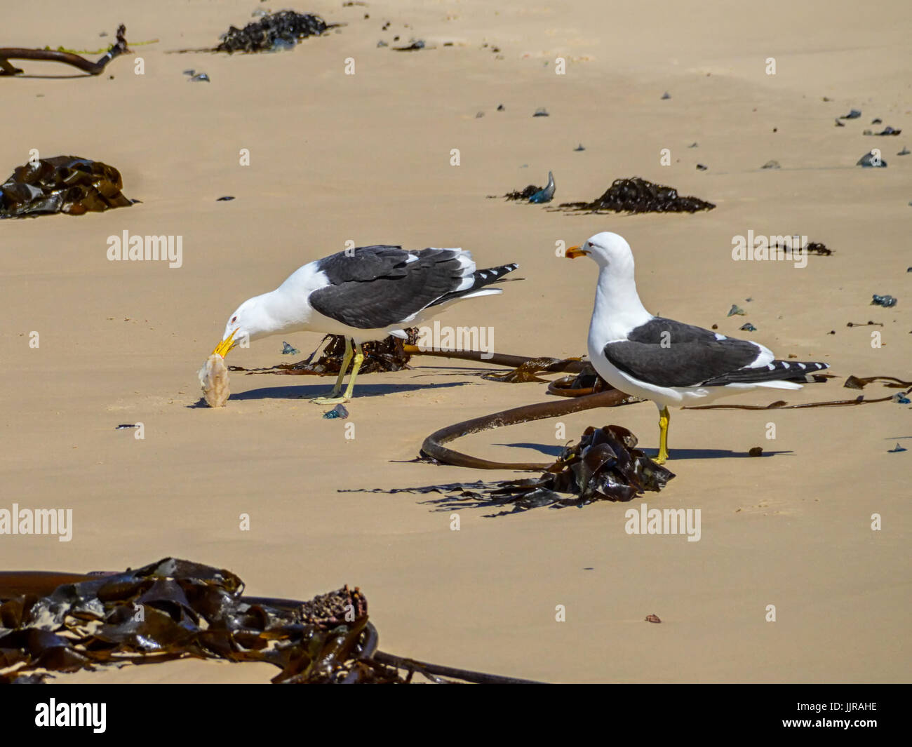 Shellfish Eating Fish Seagull Eating Fish Head On Beach High Resolution Stock Photography and ...