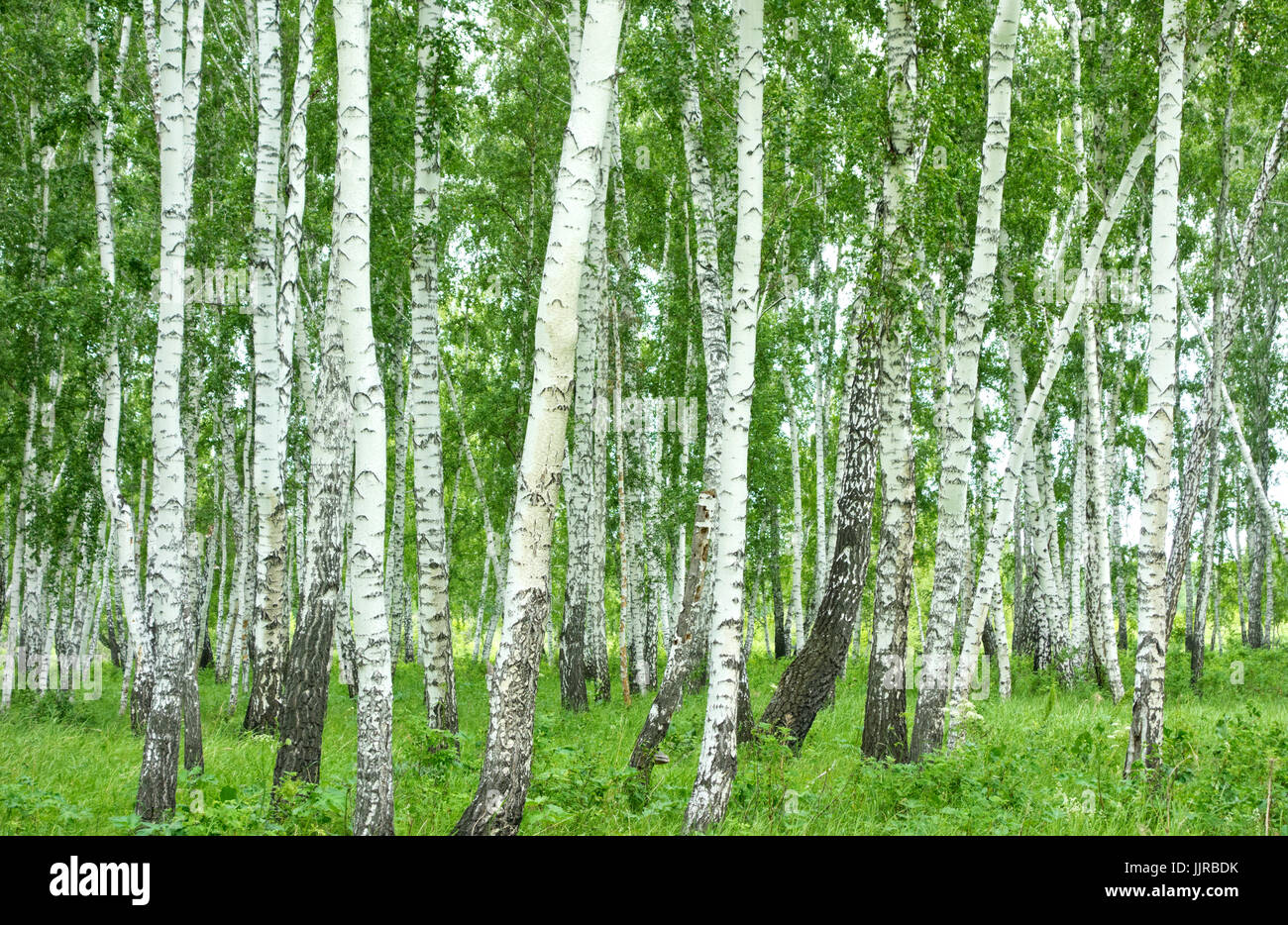 summer birch forest Stock Photo - Alamy