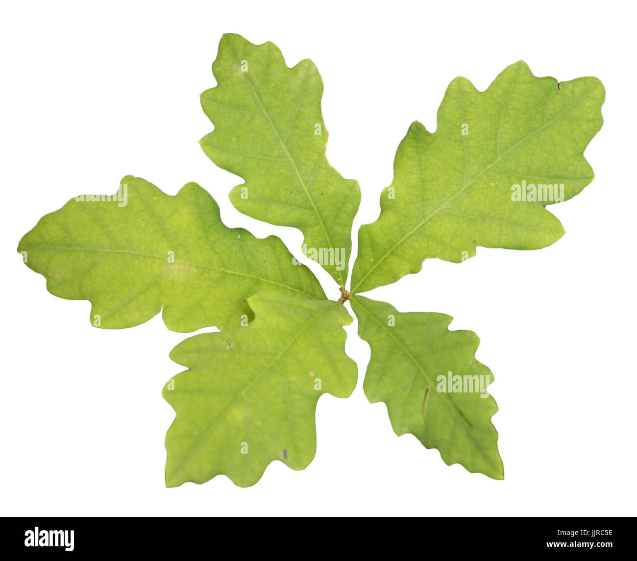 oak leaves isolated on white background Stock Photo - Alamy