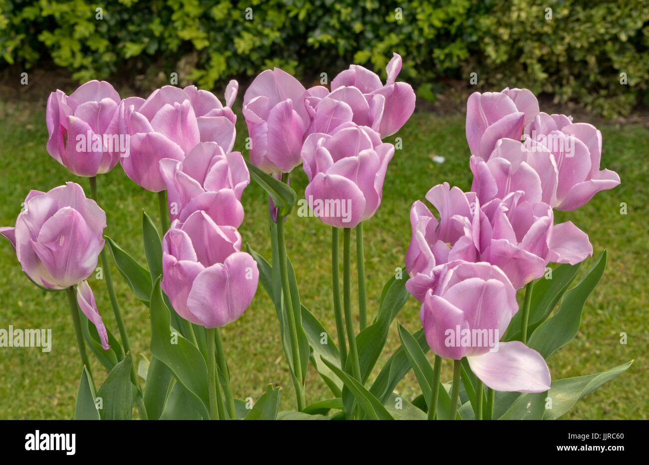 Tulip Magic Lavender Stock Photo