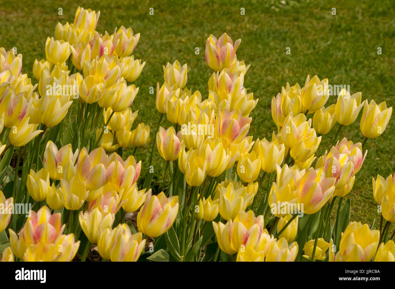 Tulip Antoinette Stock Photo Alamy