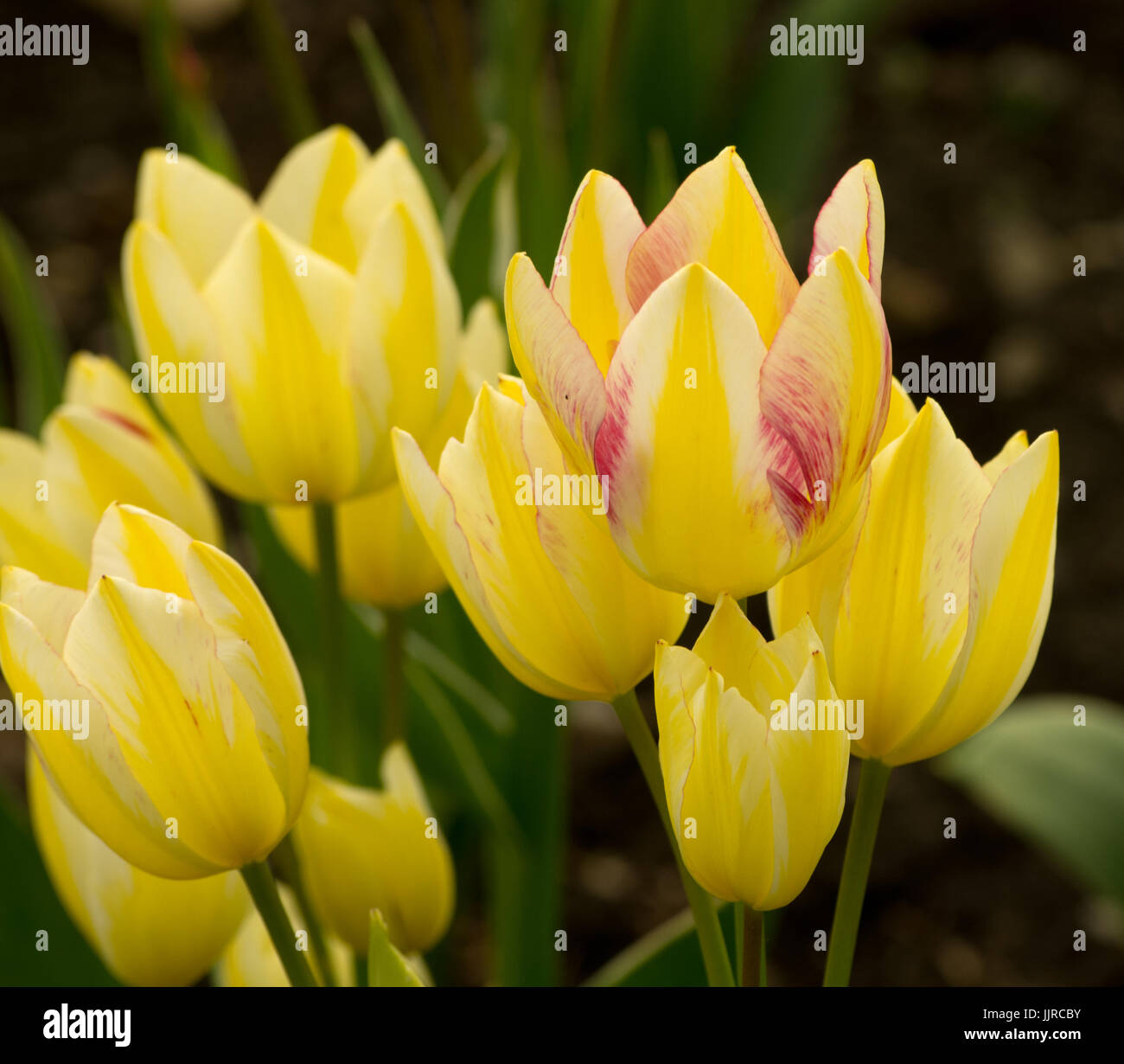 Tulip Antoinette Stock Photo Alamy