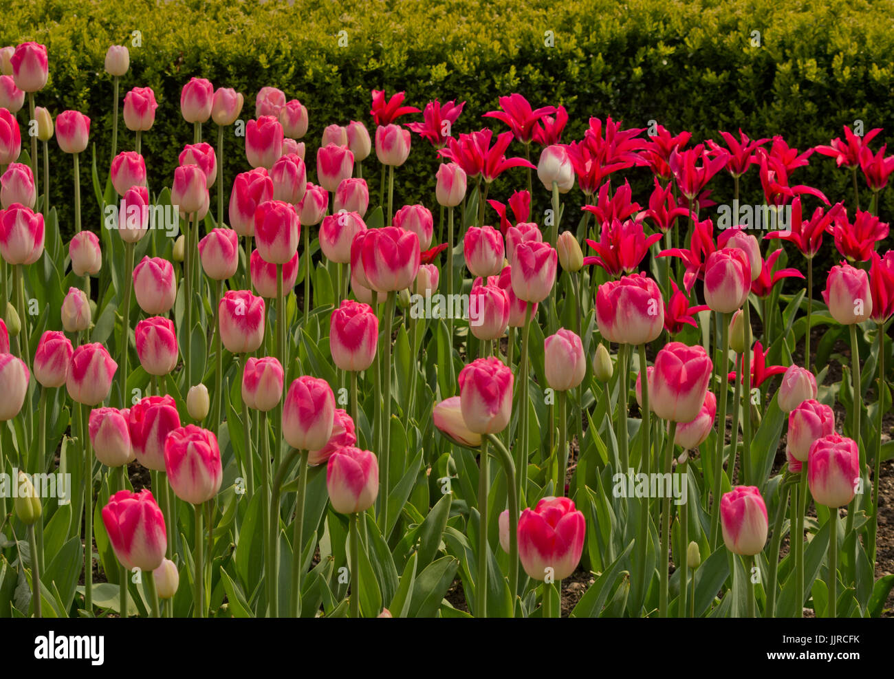 Tulip Dreamland and Dolls Minuet Stock Photo