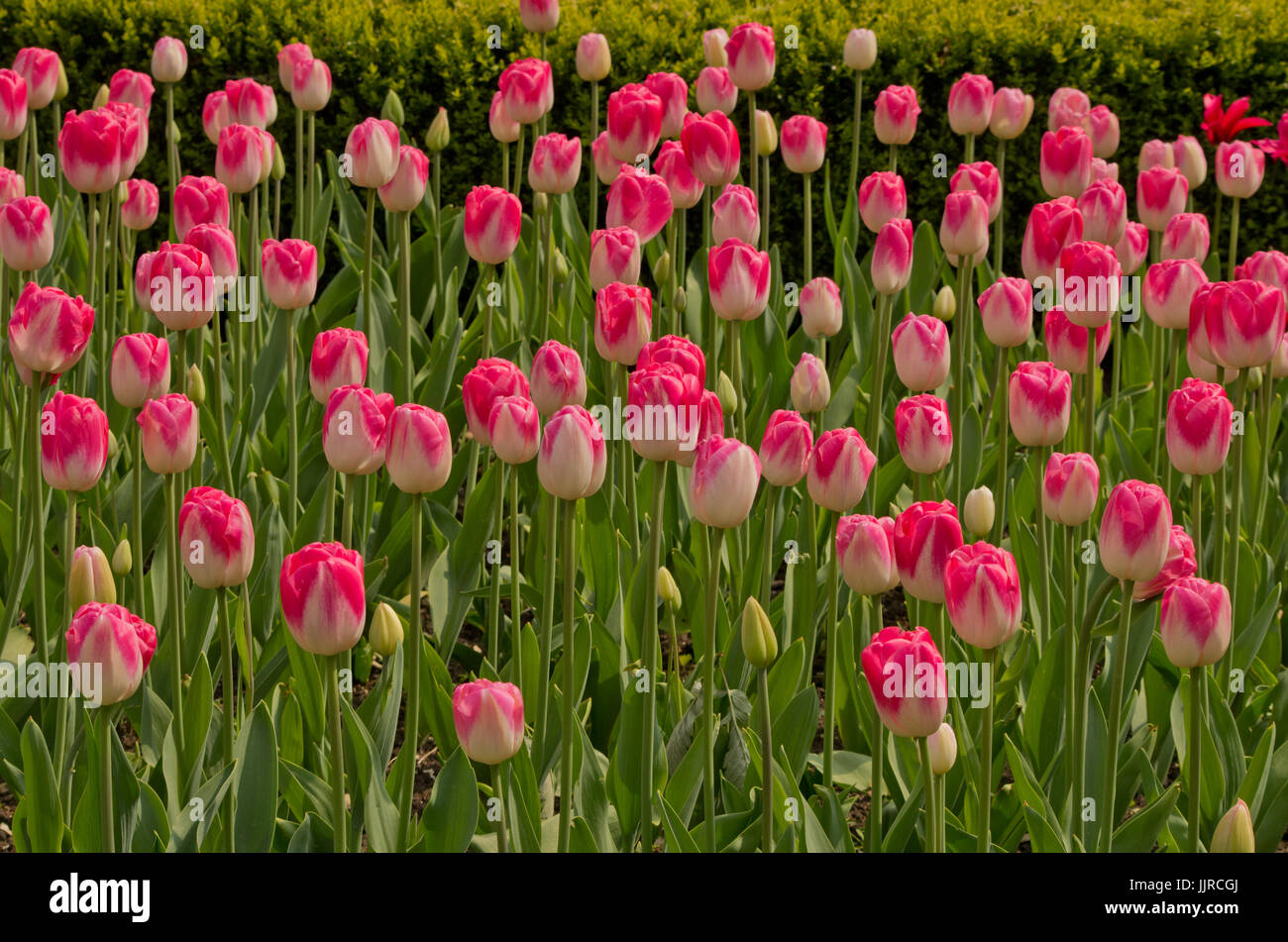 Tulip Dreamland Stock Photo