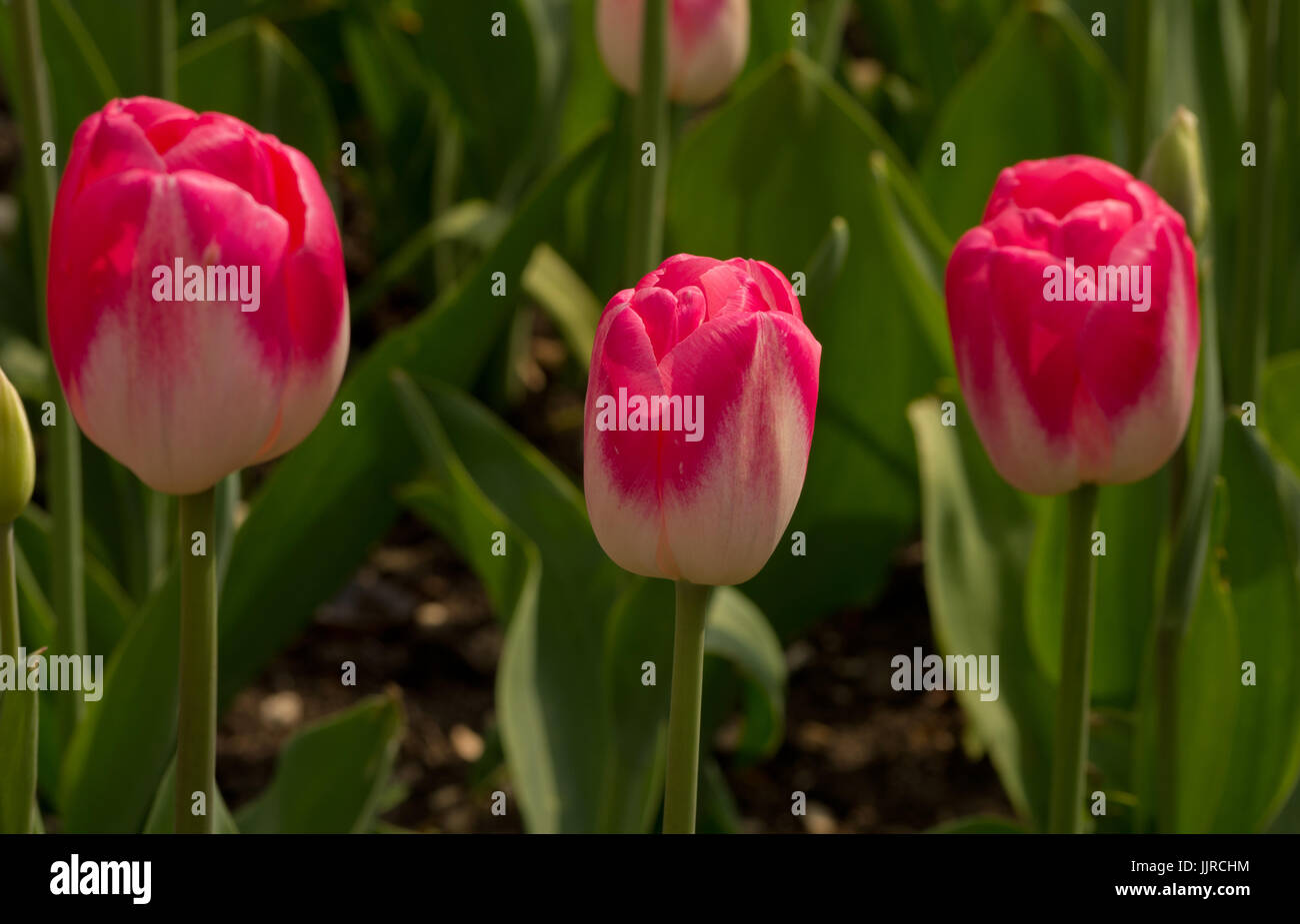 Tulip Dreamland Stock Photo
