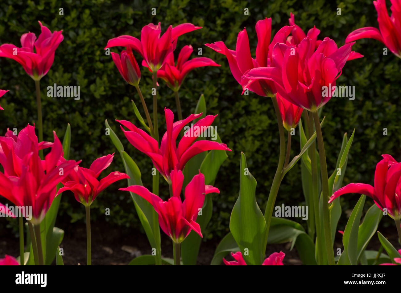 Tulip Dolls Minuet Stock Photo Alamy