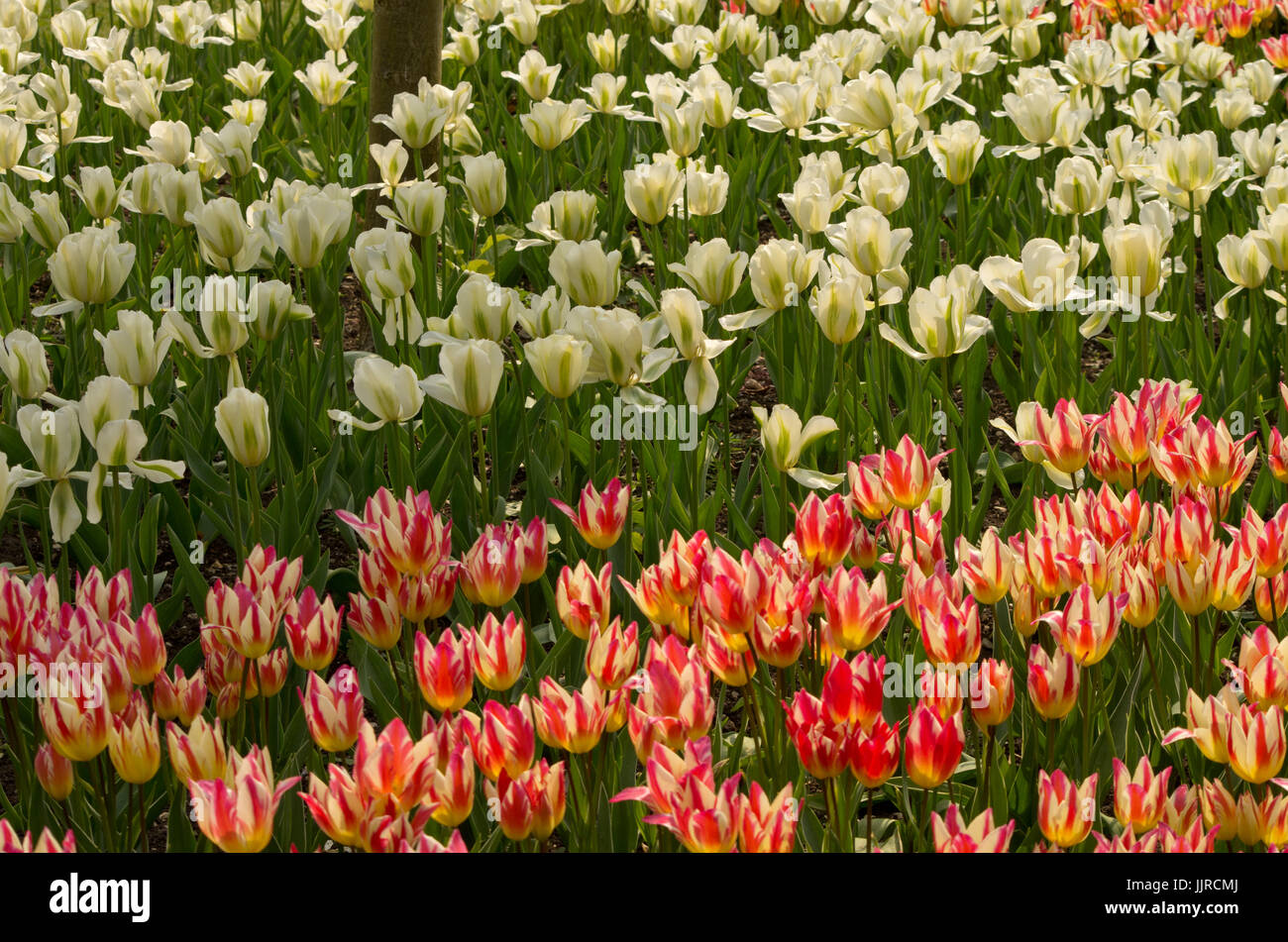 Tulips Spring Green and Tricolette Stock Photo