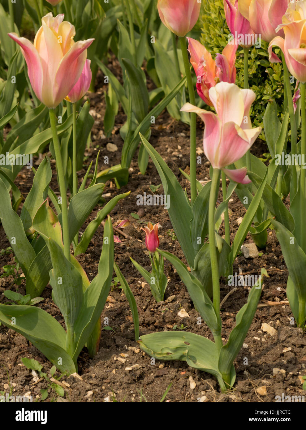 Tulip Marianne tiny plant Stock Photo