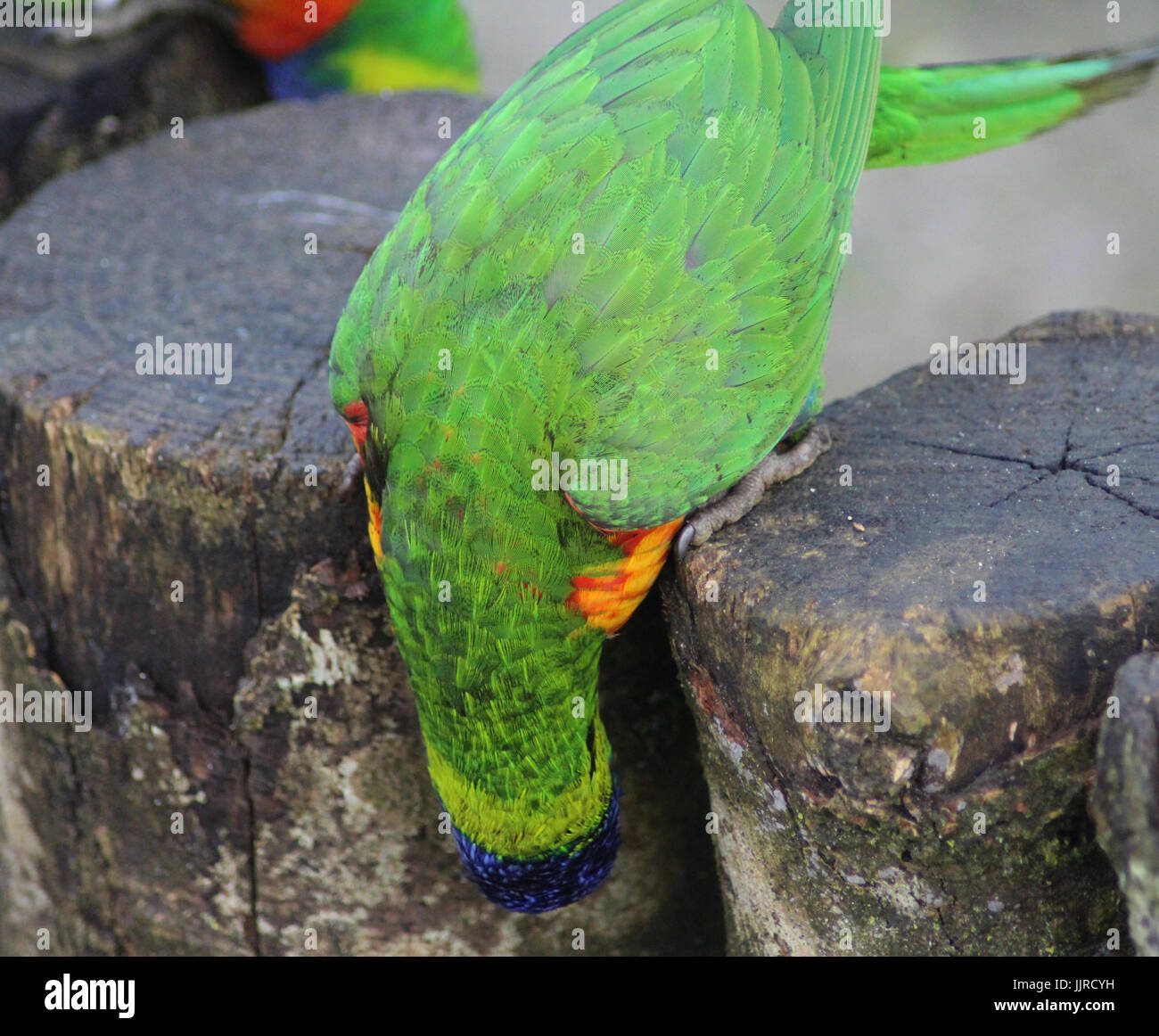 The rainbow lorikeet (Trichoglossus moluccanus) Stock Photo