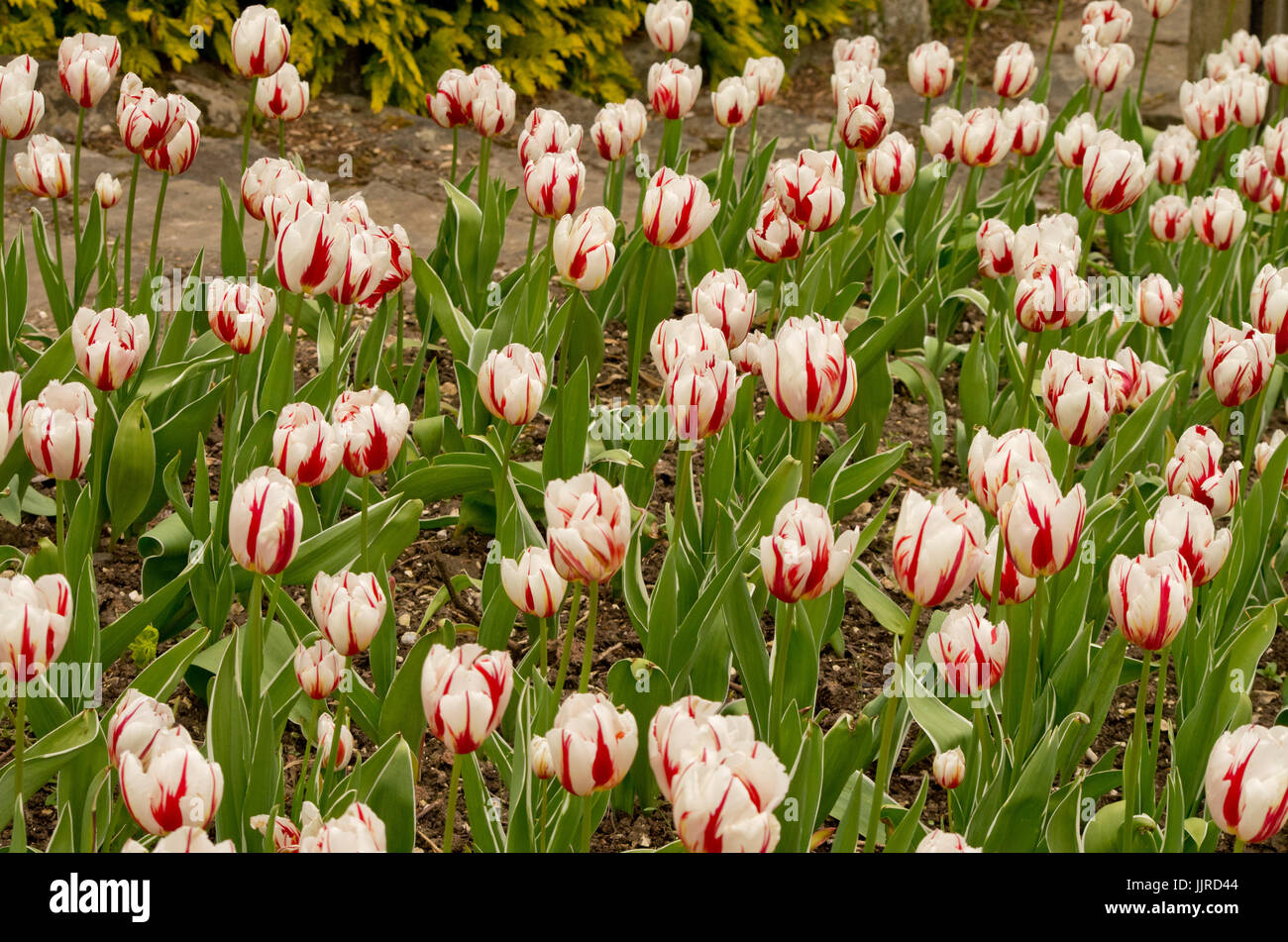 Tulip World Expression Stock Photo