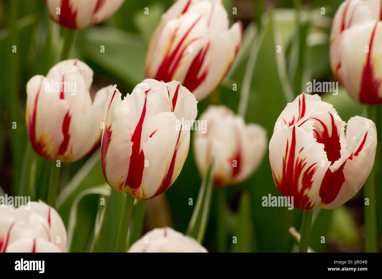 Tulip World Expression Stock Photo