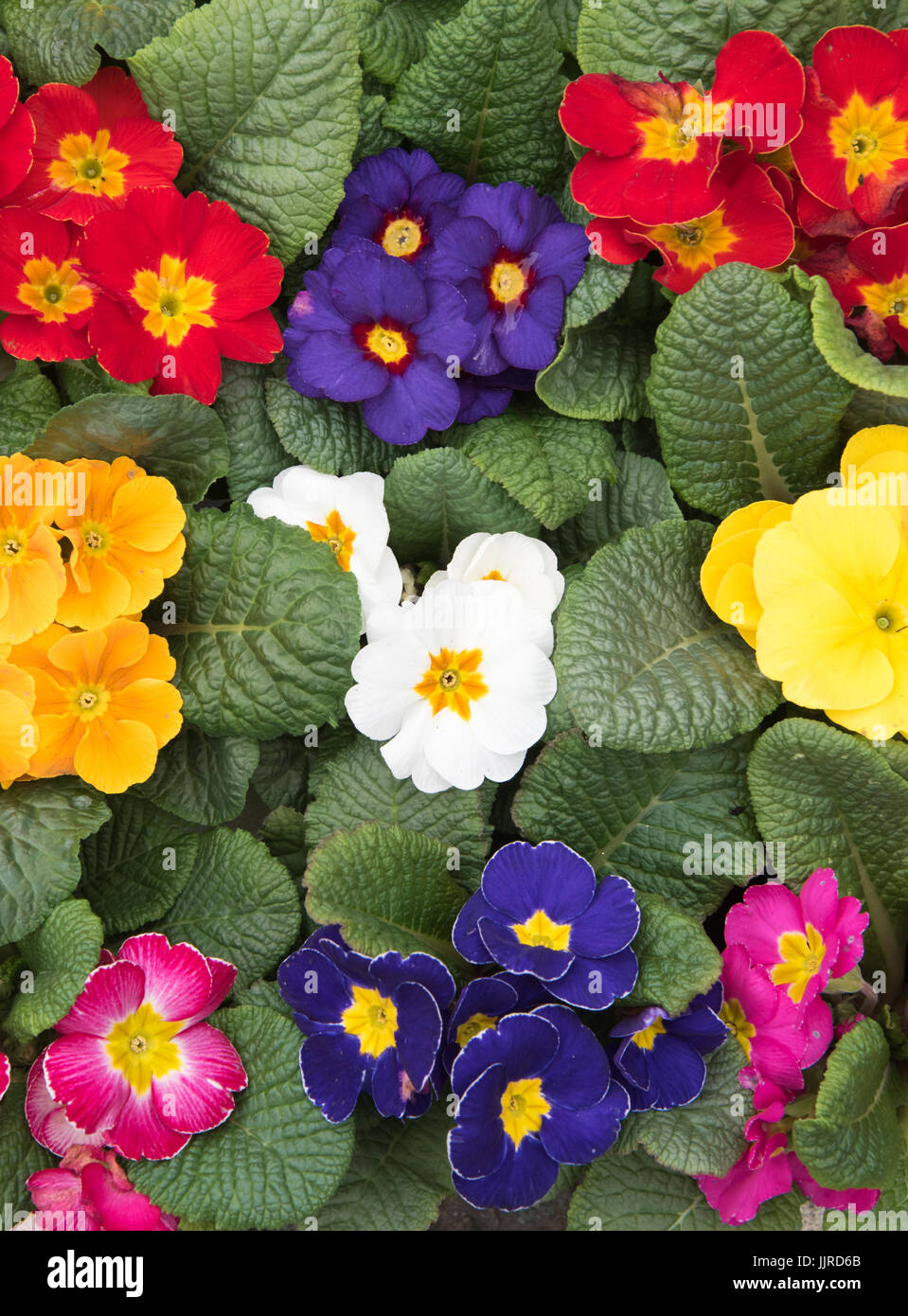 Colorful Primroses for sale on a market stall Stock Photo Alamy