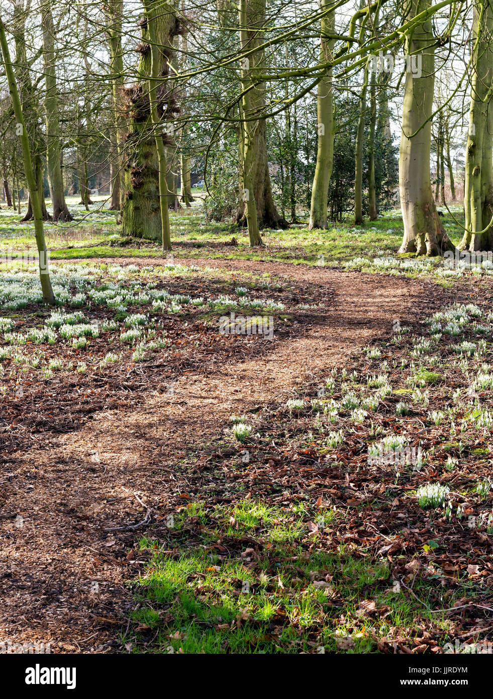 Spring snowdrops at Burton Agnes Hall Stock Photo