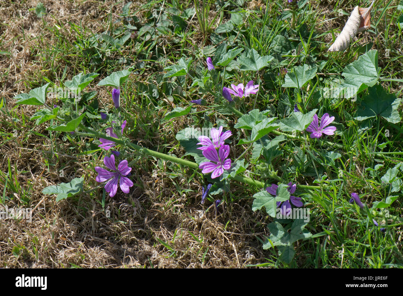 Mauve purple flowers with dark veins on a prostrate form of common mallow, Malva sylvestris, Berkshire, June Stock Photo