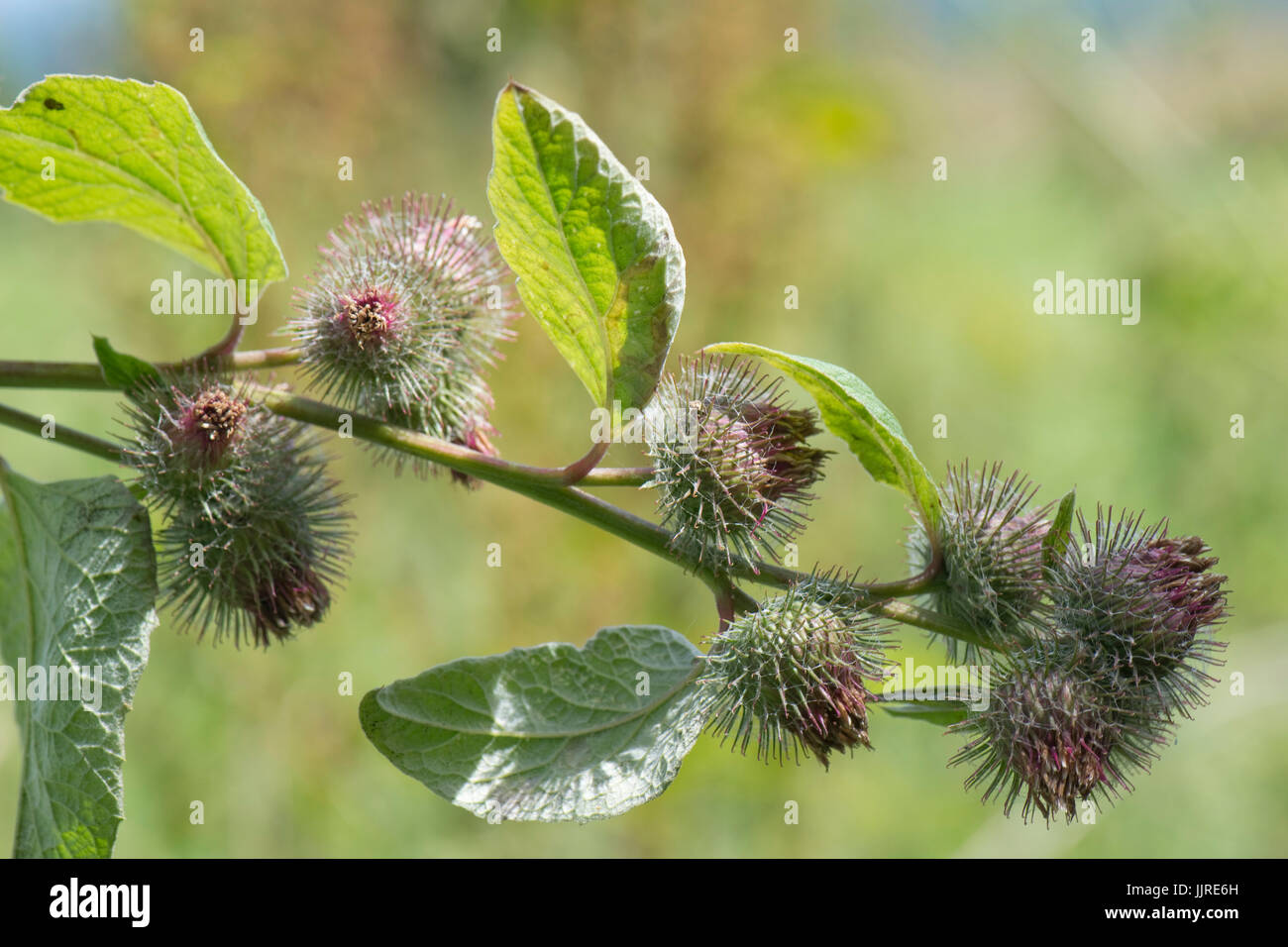 Lesser burdock, Arctium minus, flowers dying and producing seeds covered in small hooks like velcro which help in dispersal in the fur of animals, Jul Stock Photo