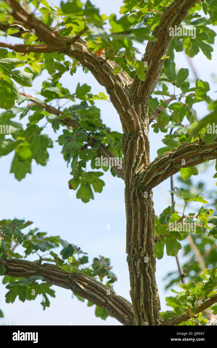 Deep bark patterns on a young field maple tree, Acer campestre. Cause is not known but may be a virus similar to wingbark in elm, Berkshire, July. Stock Photo